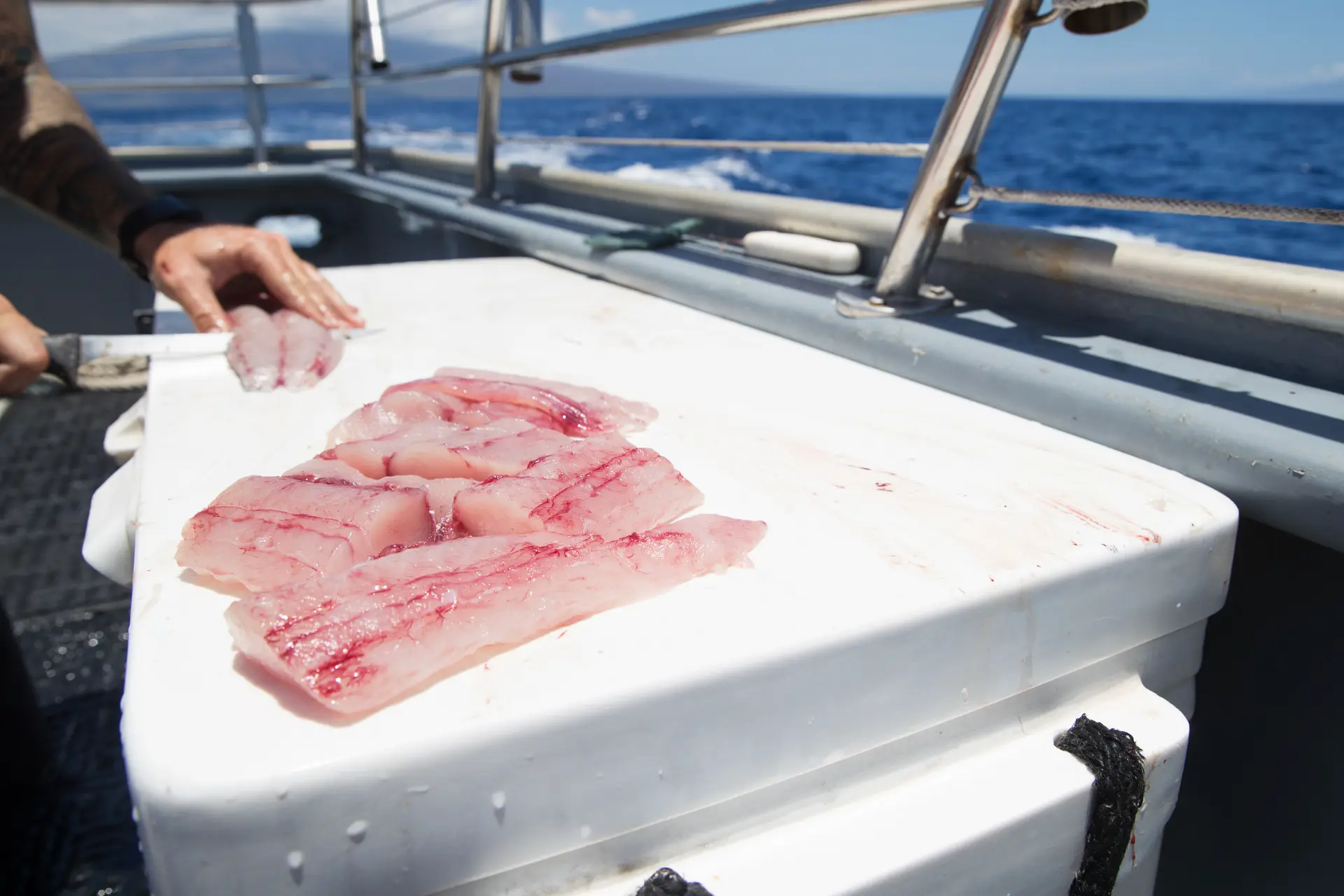 Mastering Southern California’s Kelp Forest Predator