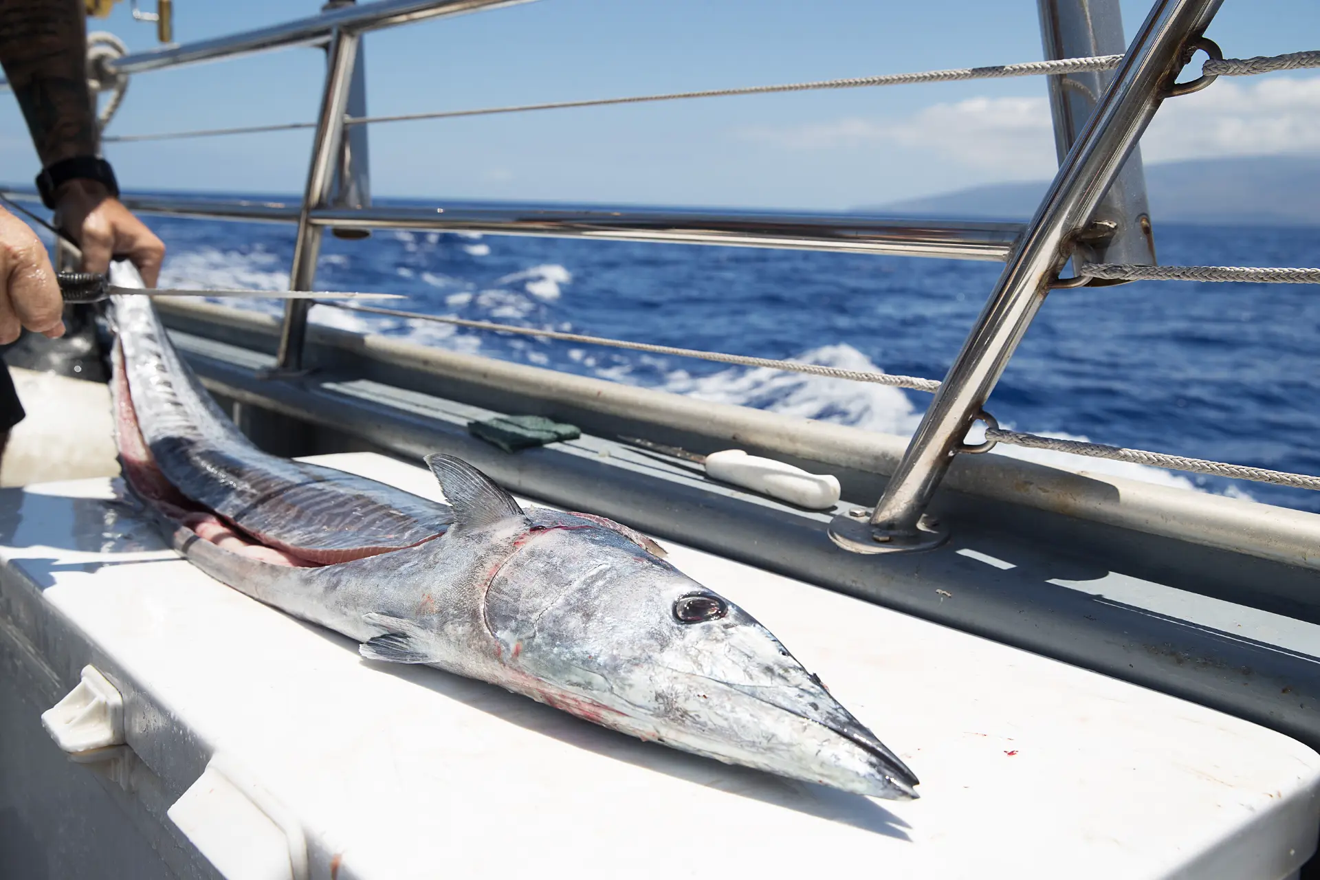Everything You Need to Know About One of Southern California’s Most Exciting Game Fish