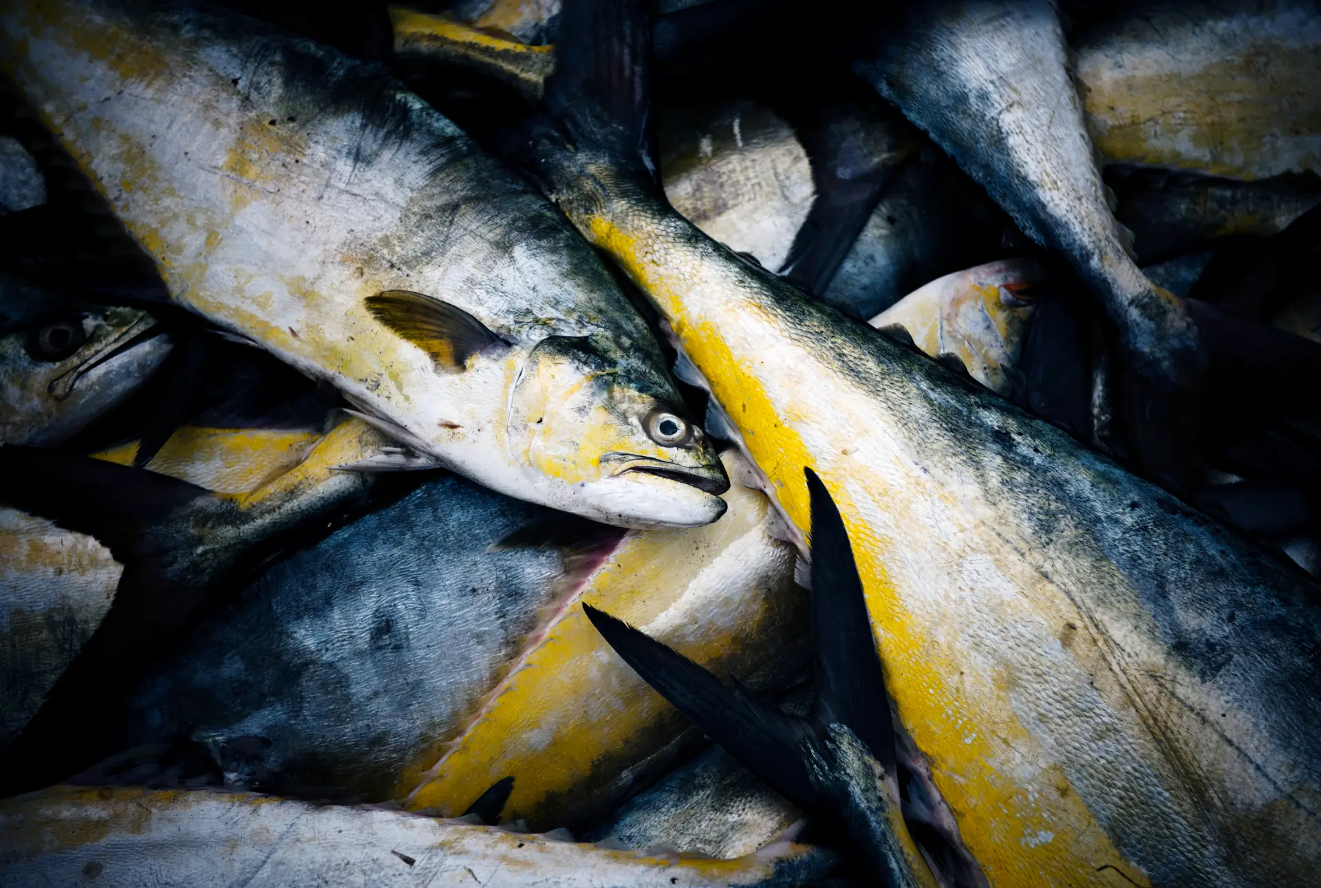 Chasing Southern California’s Legendary Game Fish